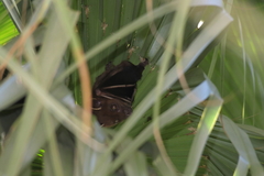 Cynopterus sphinx