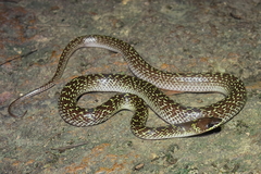 Common Wolf Snake photo 3
