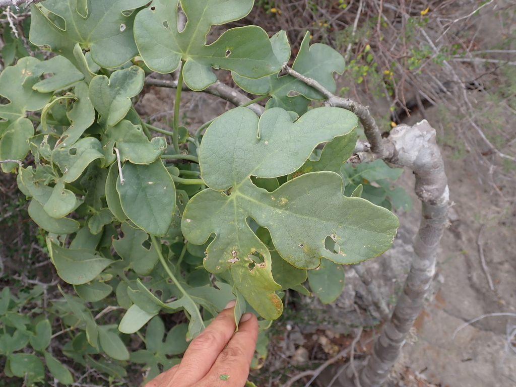 Adenia monadelpha
