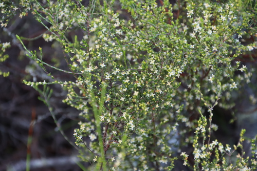 Image of Lachnaea axillaris by (c) Tony Rebelo, some rights reserved (CC BY-SA)