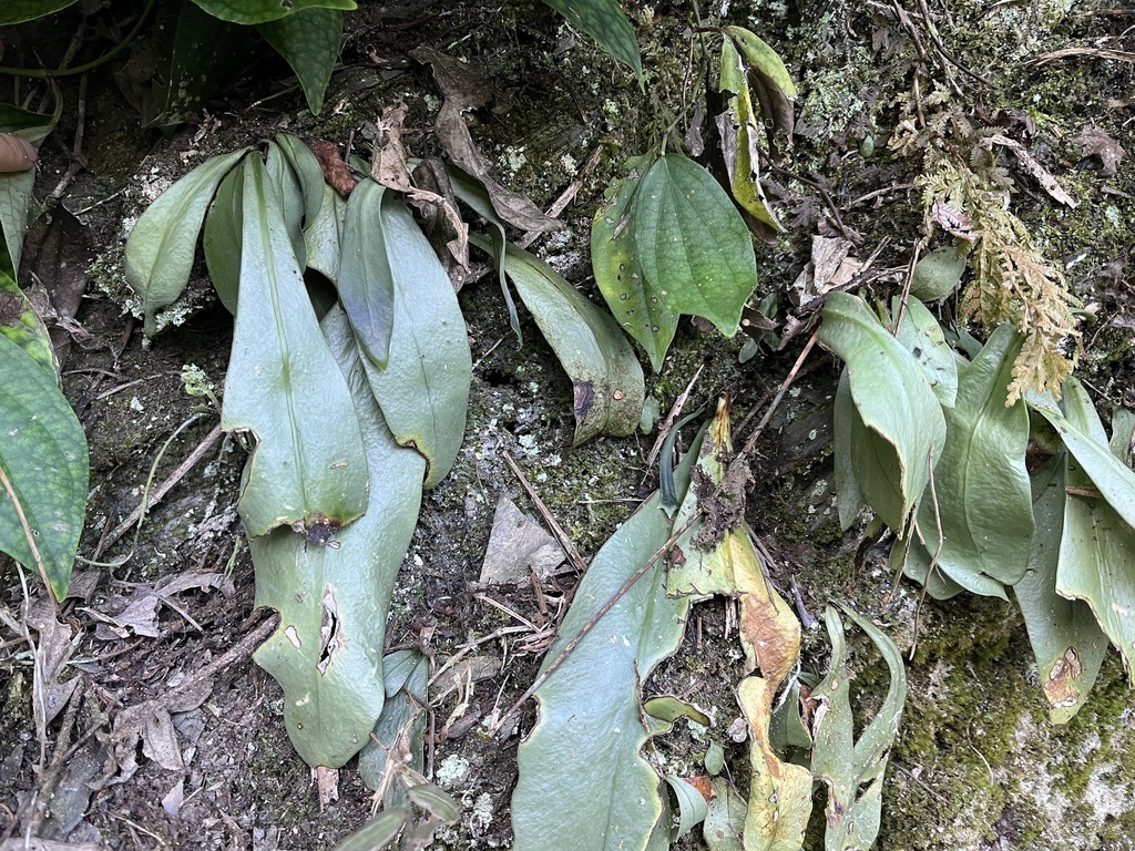 Microsorum steerei in December 2023 by En Liu · iNaturalist