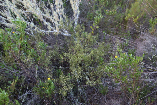 Image of Lachnaea axillaris by (c) Tony Rebelo, some rights reserved (CC BY-SA)