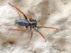 Trachyzelotes pedestris