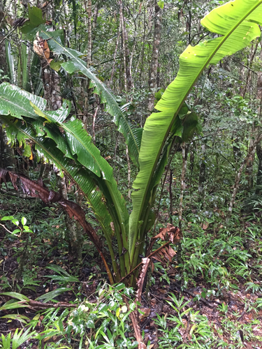 Ravenala blancii