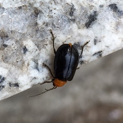 Aulacophora nigripennis