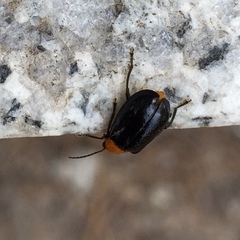 Aulacophora nigripennis