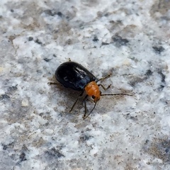 Aulacophora nigripennis