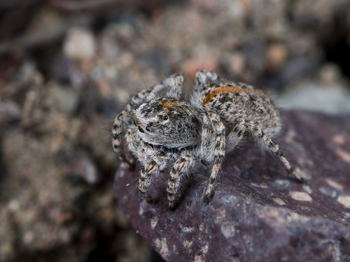 Aelurillus dubatolovi Azarkina, 2003