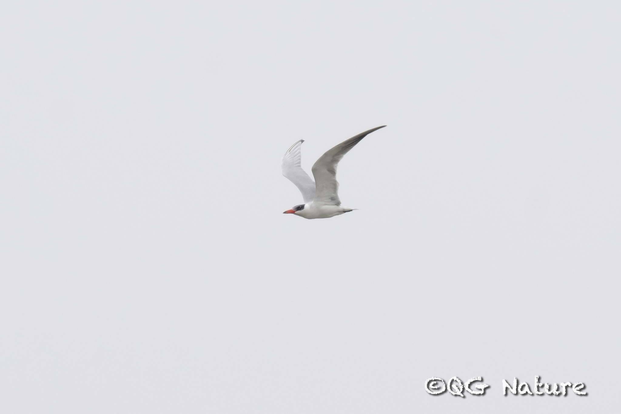 Caspian Tern