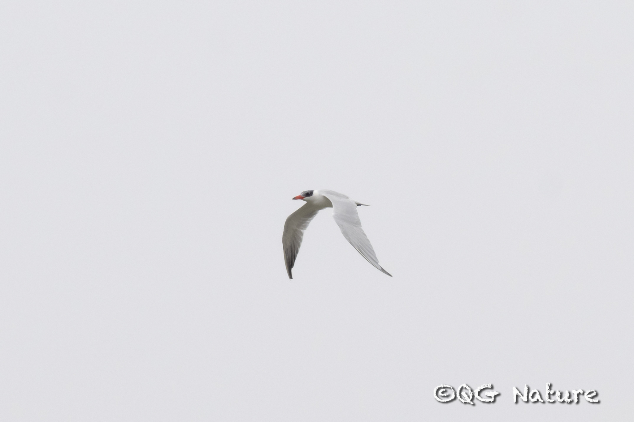 Caspian Tern