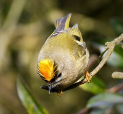 Goldcrest photo 5