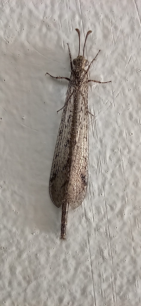 Ameromyia strigosa