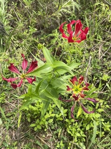 flame lily