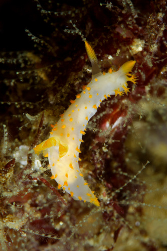 Crimora papillata