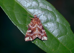 Callopistria exotica