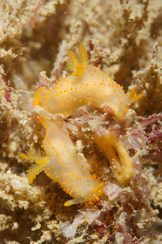Crimora papillata