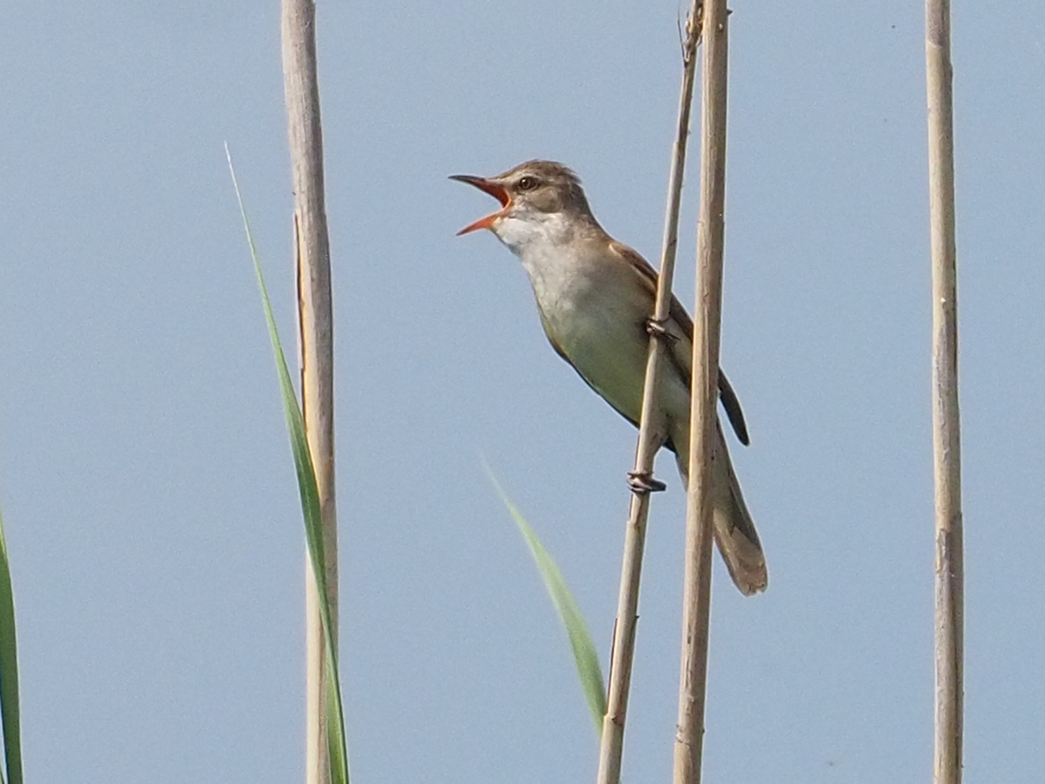 Great Reed Warbler