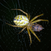 Cricket-bat Orbweaver - Photo (c) salvatore_infanti, some rights reserved (CC BY-NC), uploaded by salvatore_infanti