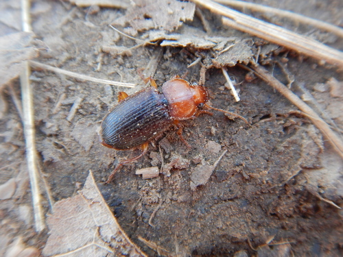Red-headed Ground Beetle photo 4