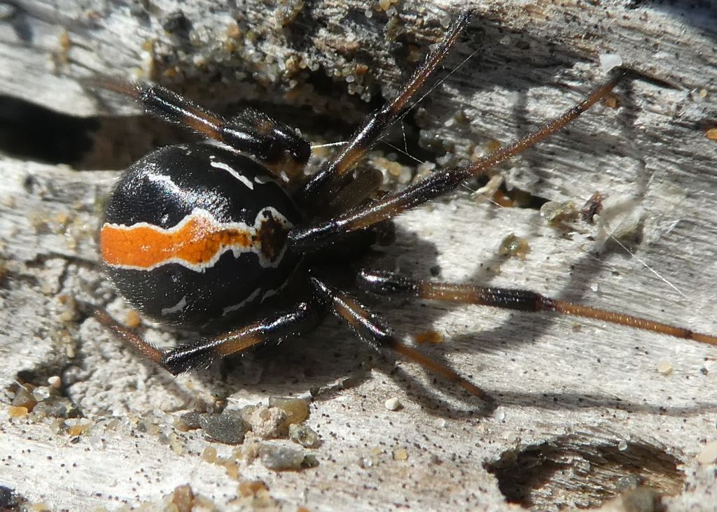 jockey spider