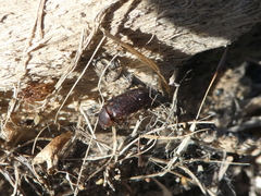 Acrossidius tasmaniae
