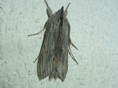 Cucullia chamomillae