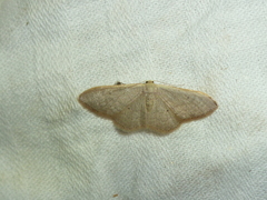 Idaea distinctaria