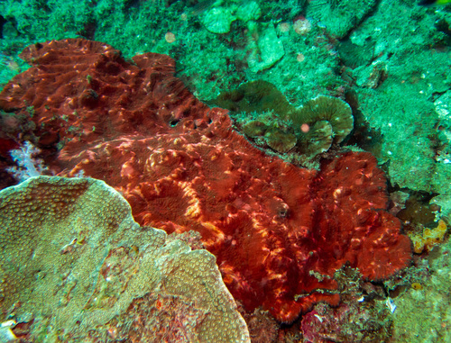 Lobophyllia rowleyensis (Lobophyllia rowleyensis)