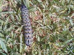 Gonimbrasia belina