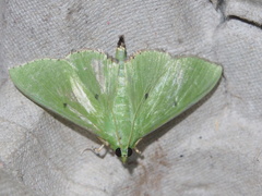 Parotis punctiferalis