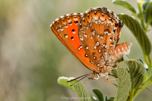 Aloeides simplex