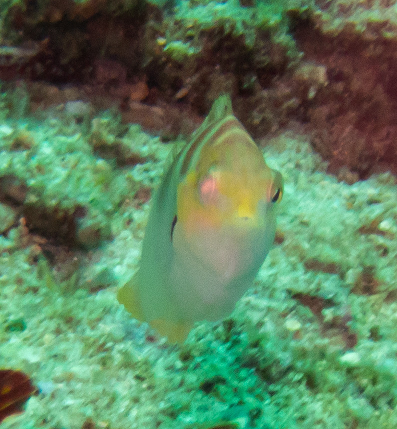 Batu Coris