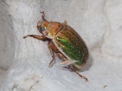 Mimela specularis