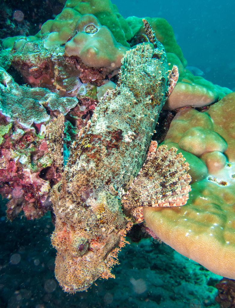 Smallscale Scorpionfish