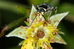 Malachius australis