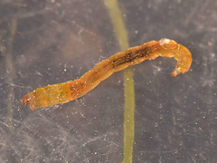 Chironomidae