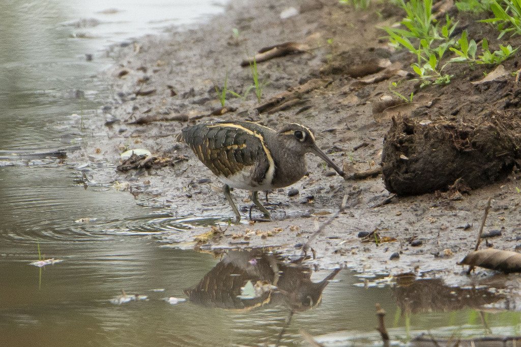 Greater Painted-Snipe from Мопани, Южная Африка on November 7, 2023 at ...