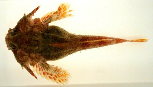 antlered sculpin