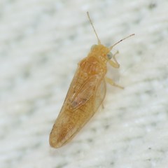 Craspedolepta caudata