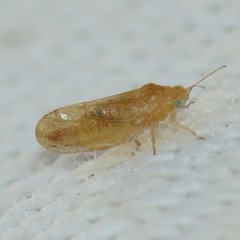 Craspedolepta caudata