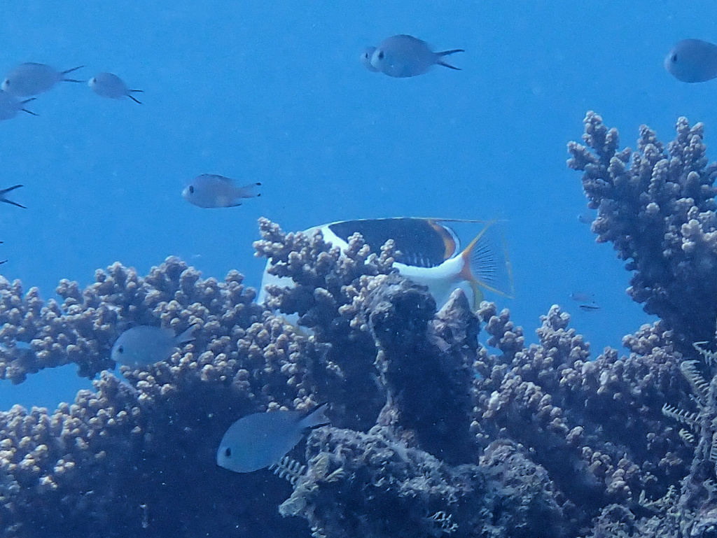 Saddled Butterflyfish