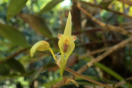 Bulbophyllum blepharistes Rchb.f. 3