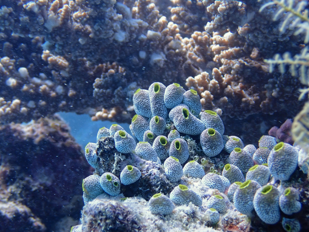 Green Barrel Sea Squirt