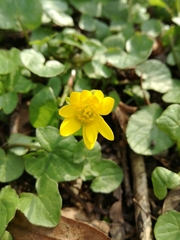 Ficaria verna
