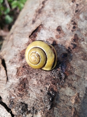 Cepaea nemoralis