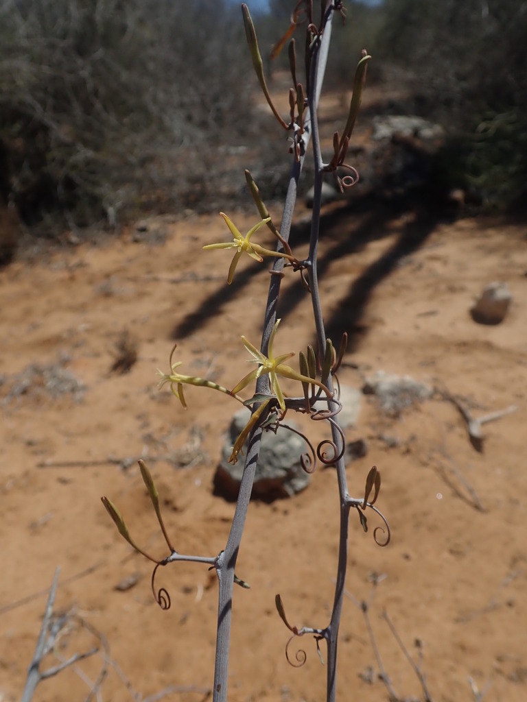 Adenia subsessilifolia