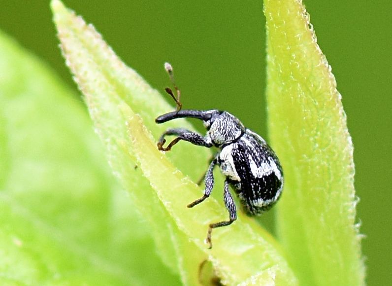 Curculioninae