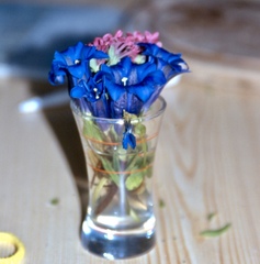Gentiana clusii clusii
