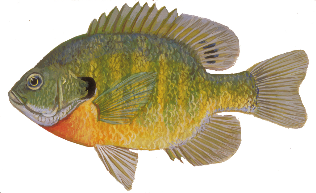 Bluegill (Ontario Fish) · iNaturalist