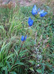 Gentiana triflora